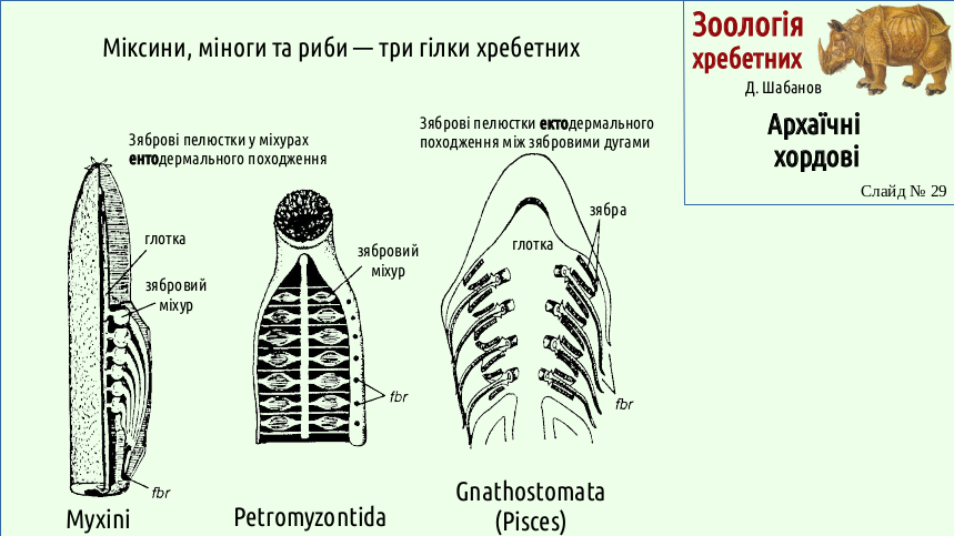 Zoo 03 Acrania Agnatha 29