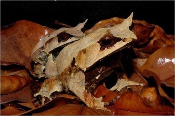 a frog that fell from a tree06