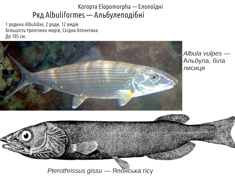 actinodiversity i 07