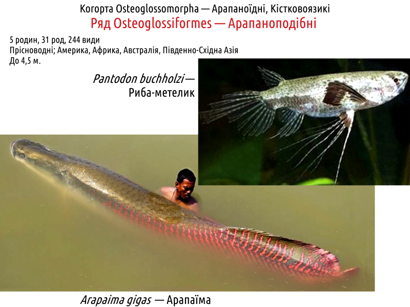 actinodiversity i 13