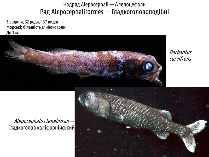 actinodiversity i 17