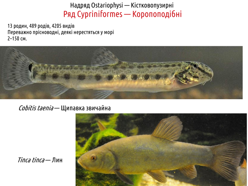 actinodiversity i 19