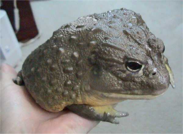 afrikanskaya lyagushka byk pyxicephalus adspersus