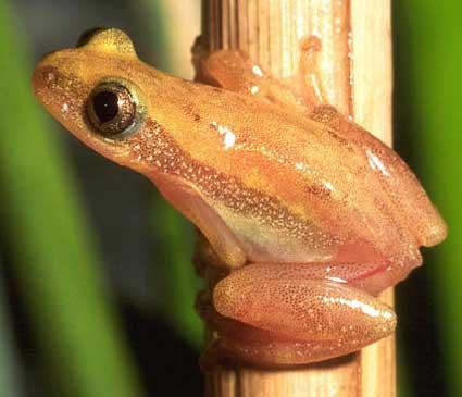 afrixalus aureus