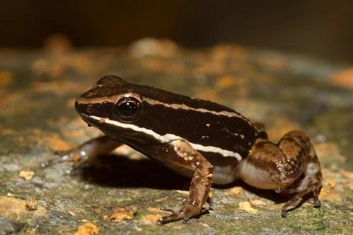 allobates talamancae 2