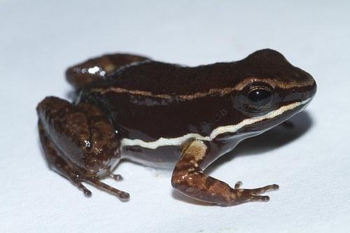 allobates talamancae