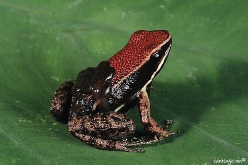 allobates zaparo