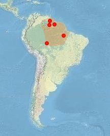 allophrynidae