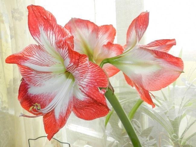 amarilis