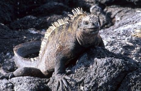 amblyrhynchus cristatus
