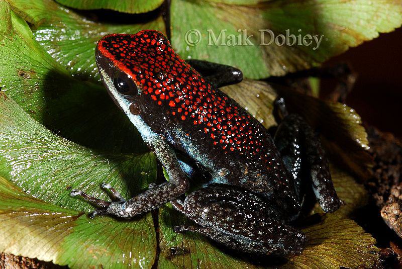 ameerega parvula