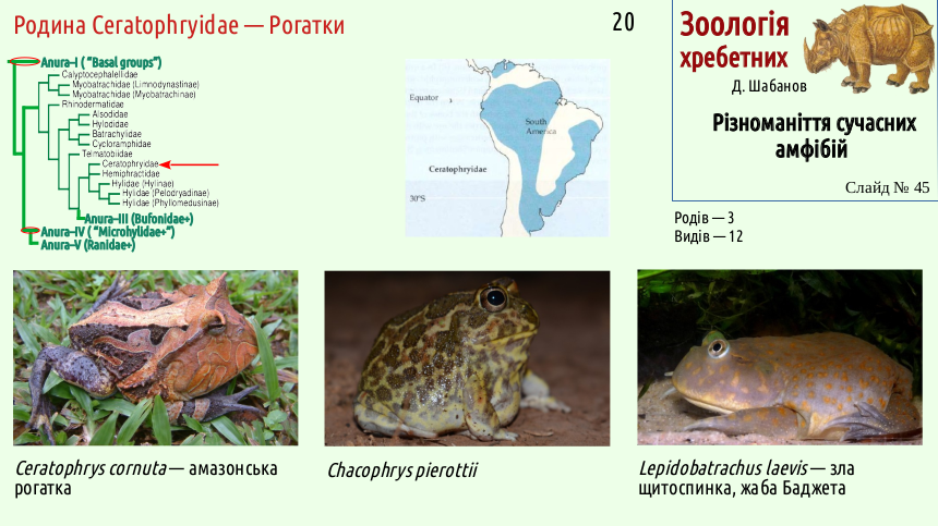 amphibian systematics 45