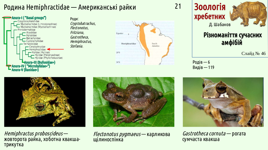amphibian systematics 46