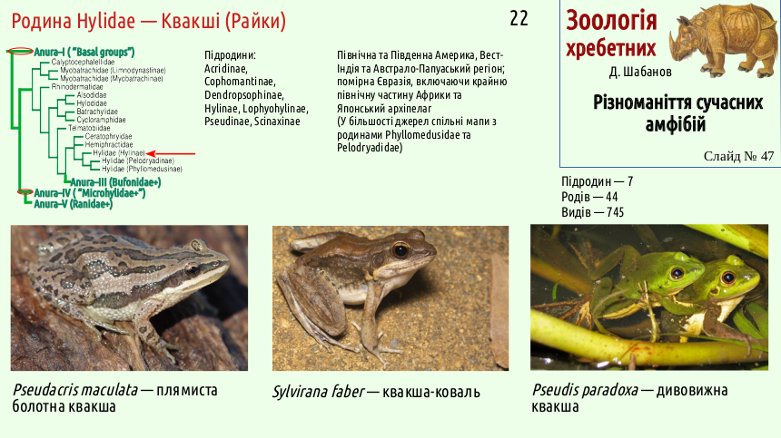 amphibian systematics 47