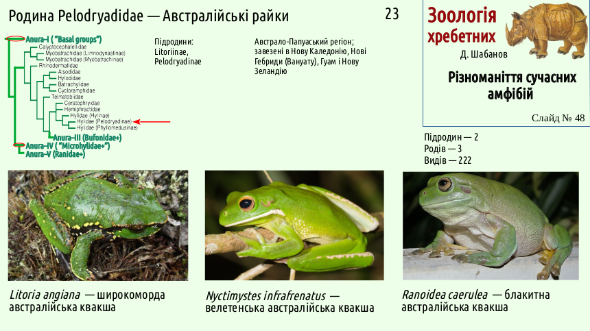 amphibian systematics 48