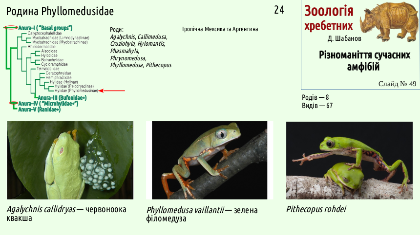 amphibian systematics 49