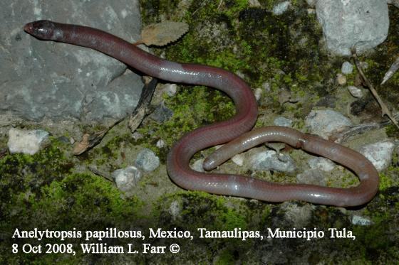 anelytropsis papillosus 03000035076 01
