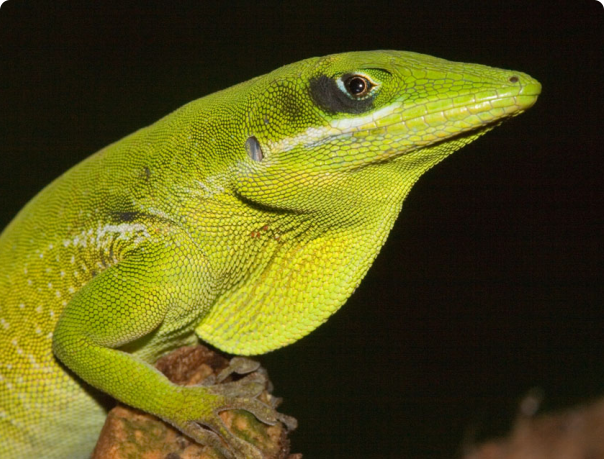 anolis coelestinus