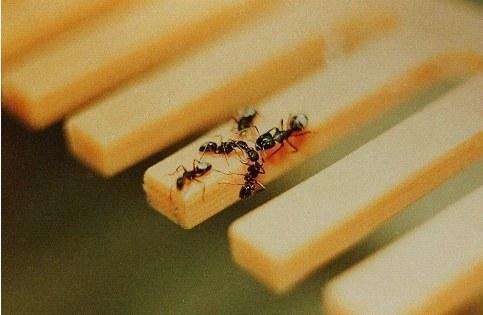 ants