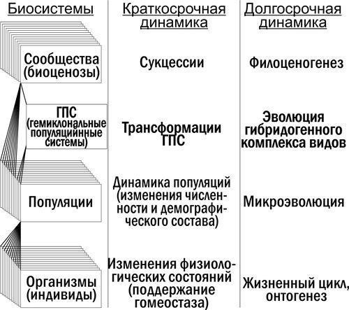 Рис. 2. {"translated":"Положення ГПС у ієрархії біосистем. Між популяційним і біогеоценотичним рівнем для деяких груп видів (точніше — для гибридогенних комплексів видів) «вбудовується» рівень ГПСГПС зелених жаб Іськового ставка: приклад зареєстр