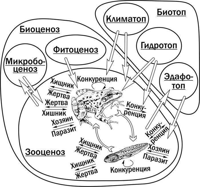 Рис. 5. Найважливіші групи екологічних факторів, що впливають на динаміку ГПС зелених жаб, накладені на схему біогеоценозу за В. Н. Сукачевим. Популяції зелених жаб складаються з геміпопуляцій (за В. Н. Беклемішевим) личинок (головастиків) і дефі