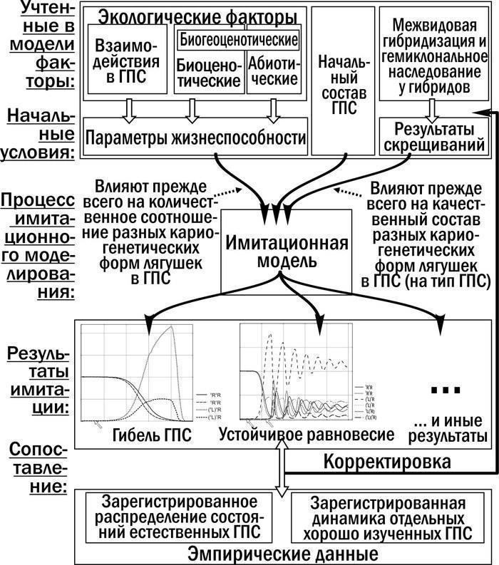 Рис. 8. Схема порівняння результатів роботи моделі з емпіричними данимиРАЗНОМАНІТТЯ СТАНІВ ПОПУЛЯЦІЙНИХ СИСТЕМ ЗЕЛЕНИХ ЖАБ З ПЕРЕГЛЯДУ ЇХ ЕКОЛОГІЧНОЇ СТІЙКОСТІАналіз фазового простору ГПС RE-типу з жіночими клональними геномами. Способом аналізу