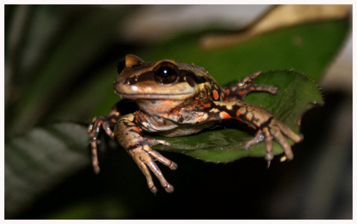 argenteohyla siemersi