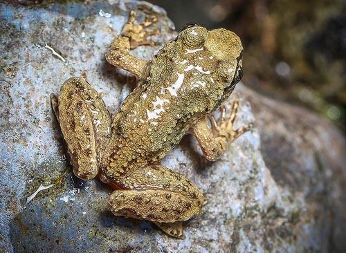 Ascaphus truei