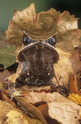 asian leaf frog megophrys montana 2