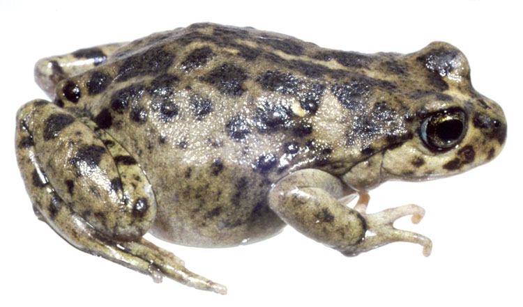 atelognathus nitoi