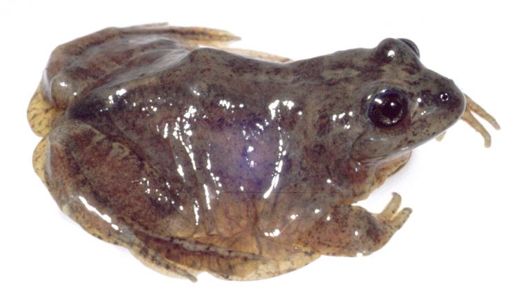 atelognathus patagonicus