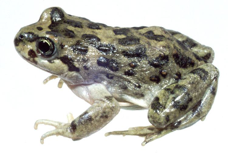 atelognathus solitarius 1
