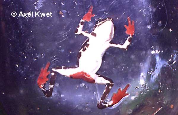 atelopus spumarius