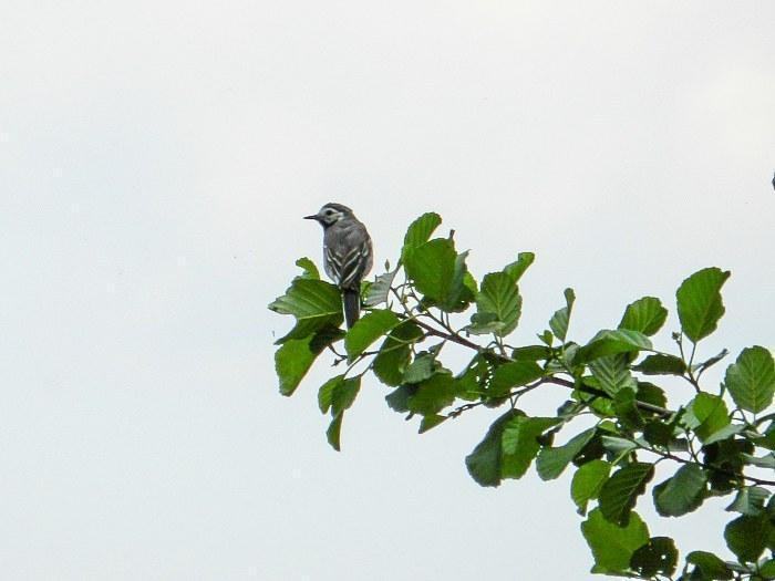 av04