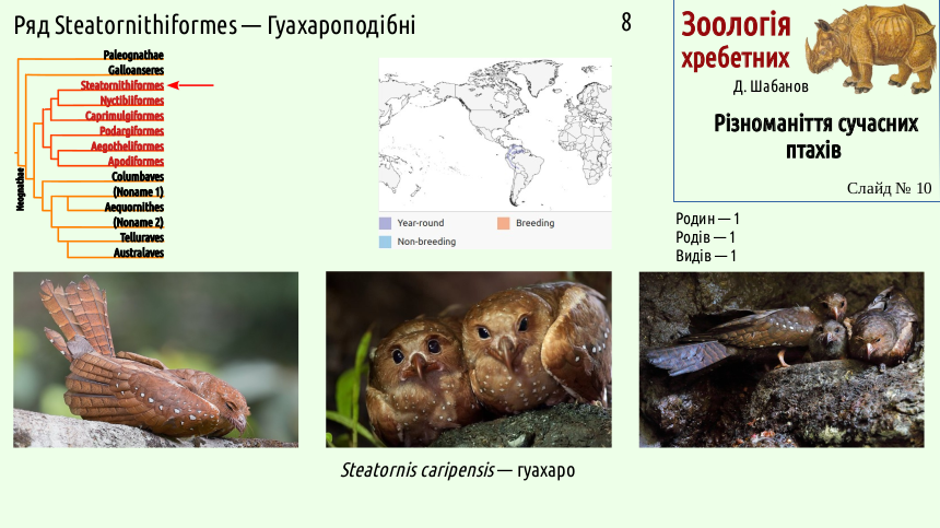 avian systematics 10