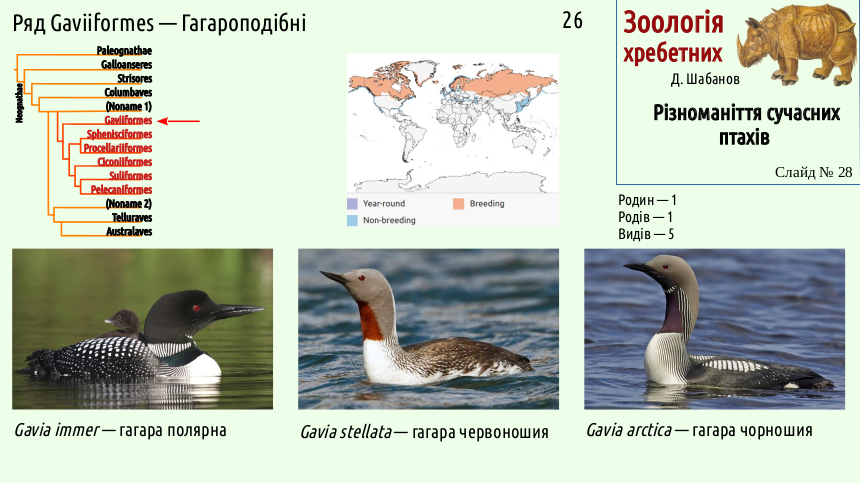 avian systematics 28