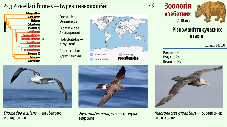 avian systematics 30