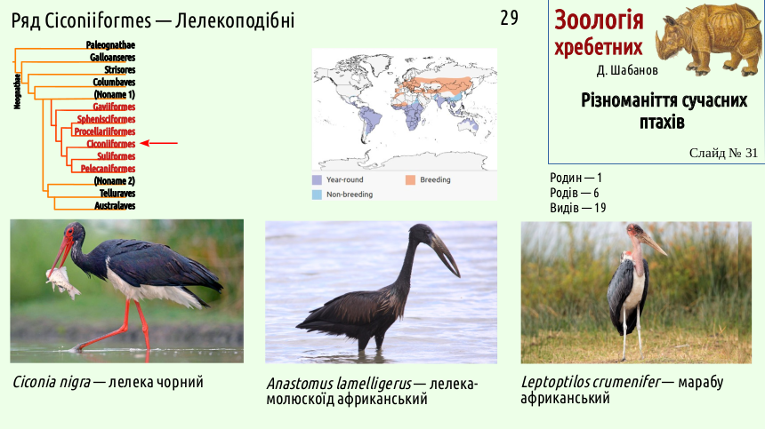 avian systematics 31