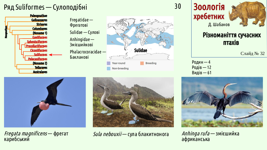 avian systematics 32