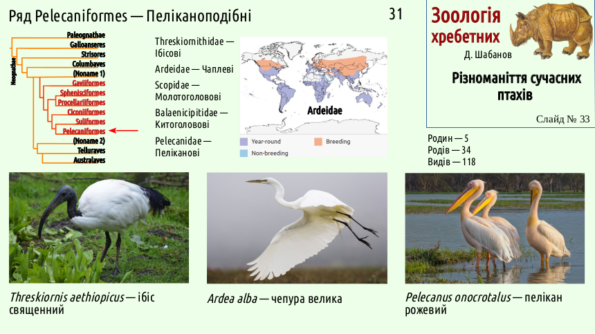 avian systematics 33