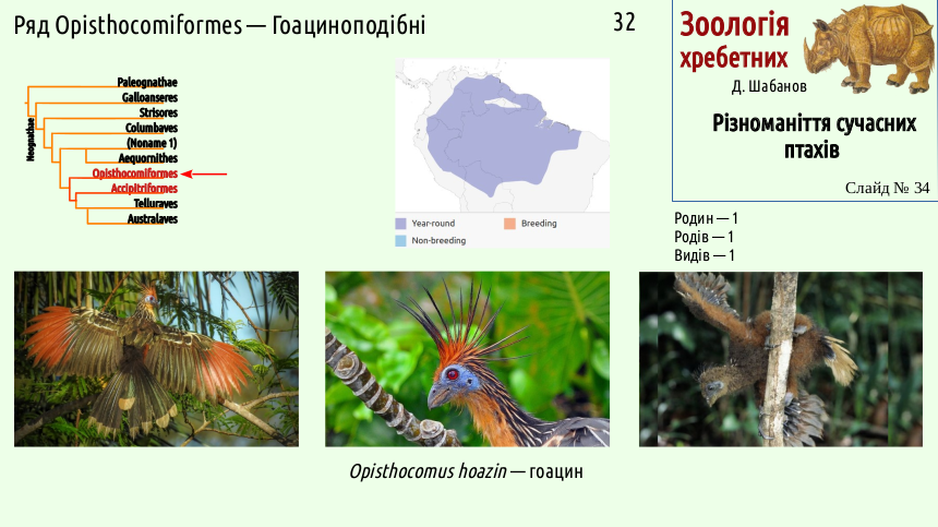 avian systematics 34