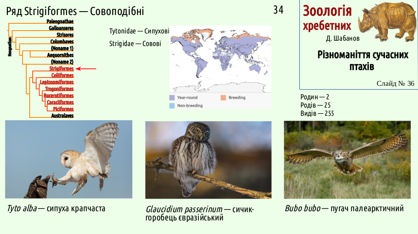 avian systematics 36