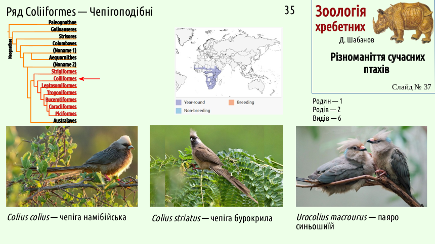 avian systematics 37