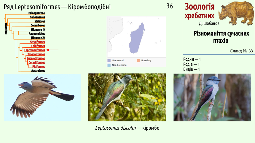 avian systematics 38