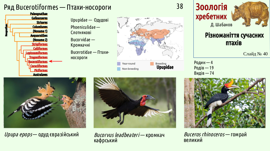 avian systematics 40