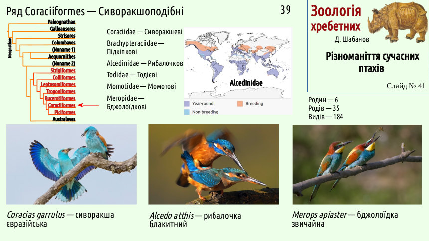 avian systematics 41
