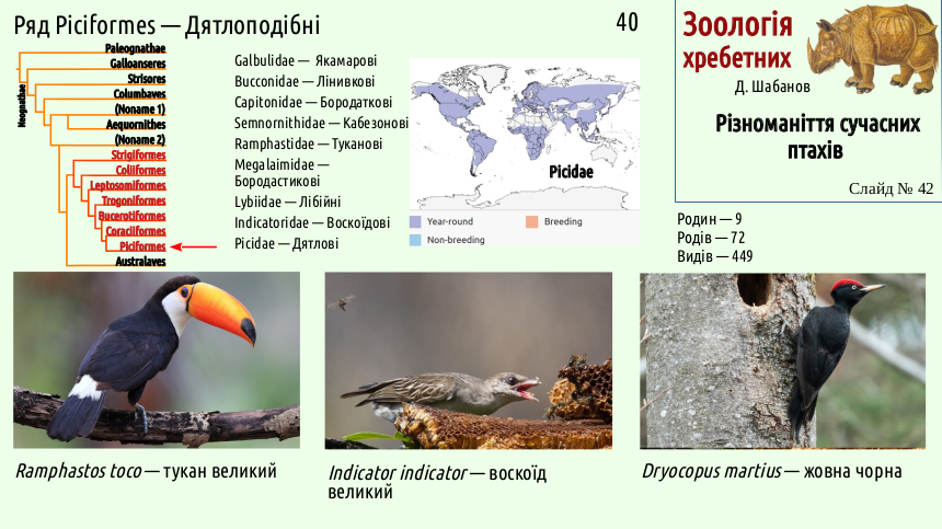 avian systematics 42