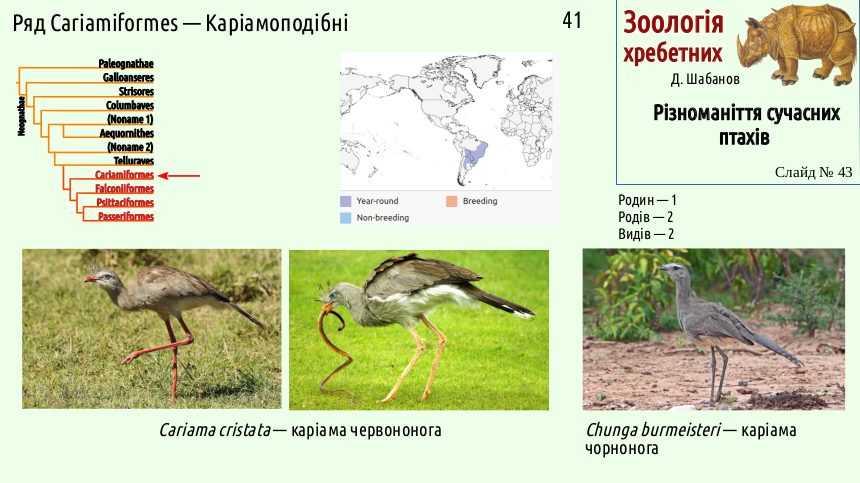 avian systematics 43