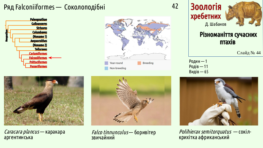 avian systematics 44