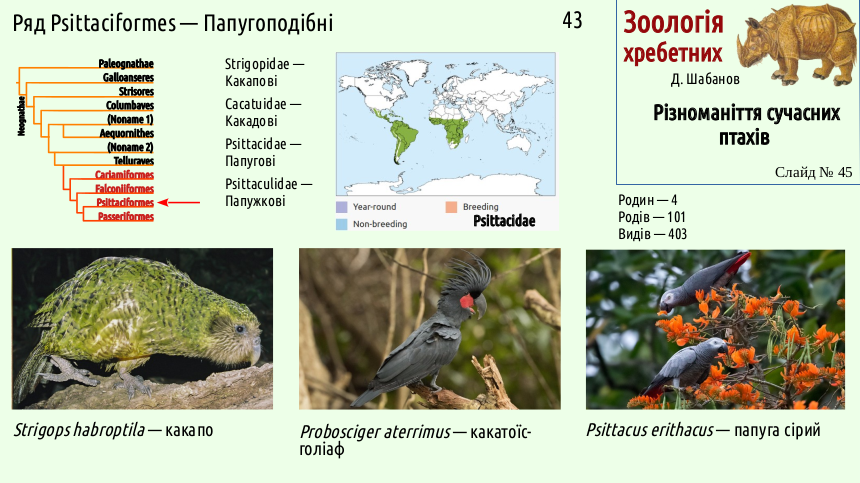 avian systematics 45